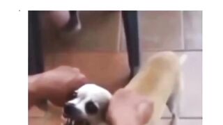 Cachorro louco ????