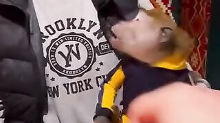 не понравились обьезянке