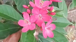 Red Flower