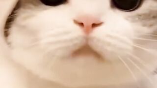 Expresi kucing lucu menggemaskan!