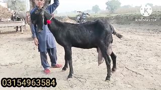 Goats for sale in Pakistan and 3