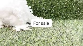 Pigeon for sale in Pakistan 17