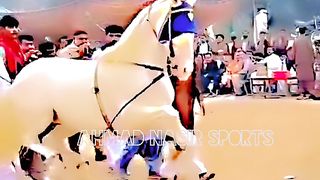 #febspot#foryou #foryoupage#horses#ridings#vedio89#ahmad#nasir#sports#fyb#fybpage fybpage#chak#no168/171NB