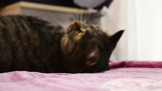 Cute cat get along with music
