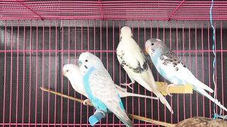 Lovely Birds 3