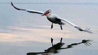 So cute  viral viddo #capcut #tiktok #grow #500k #fyp #tranding #foryou #dance #newtrand #kanwalcutegirl #abibi845821