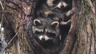 So cute viral viddo #capcut #tiktok #grow #500k #fyp #tranding #foryou #dance #newtrand #kanwalcutegirl #abibi845821 3