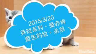 video cat funny