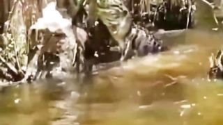 Hati2 saat mancing ada Buaya mengincar