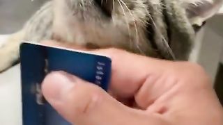 How a Sweet Kitty Captured Hearts at the Train Gates: Heartwarming Moments of Feline Affection ????????
