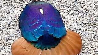 beutiful Birds