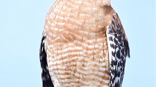 This hawk was resting the Florida sunshine, ever aware of potential prey.