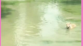 Kya sher banega re tu-- Funny memes