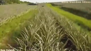 25 Ways to Harvest Pineapple at the Farm, the World's Most Modern Pineapple Harvesting Line