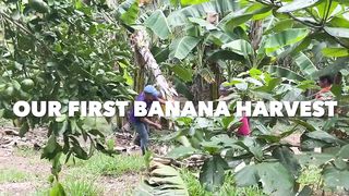 Our First BANANA HARVEST At Our Farm _ Retiring in The Philippines _ Aussie Filipina Simple Living