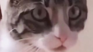 Funny animals clips 2
