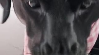 smart dog.