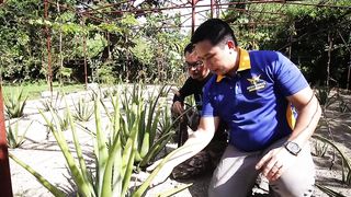 AMAZING ALOE VERA FARMING _ PWEDENG KUMITA UP TO 150K MONTHLY SA PAGTATANIM NG ALOE VERA