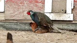 Bird ???? cross wait for the end
