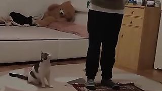 The cat plays