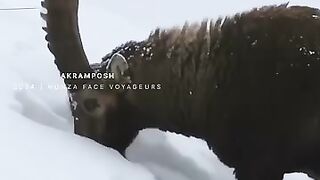 The Markhor or another