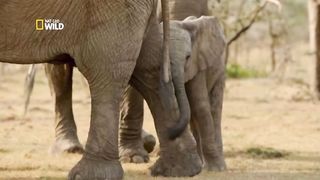 Famille éléphant