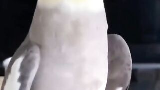 calopsita cantando sem parar os melhores Cantos de Calopsitas para terminar a Sua calopsita