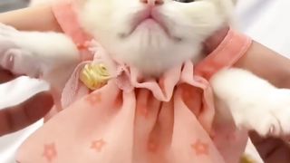 Look now cat funny cute