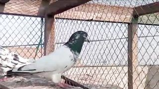 Beautiful pigeon breeder pair best flying 27