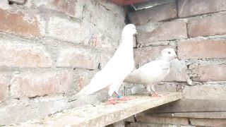 Beautiful pigeon breeder pair best flyingparvaazi
