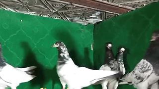 Beautiful pigeon breeder pair best flying 28