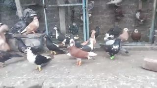 Beautiful pigeon breeder pair best flying 29