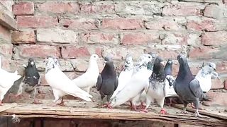 Beautiful pigeon breeder pair best flying 30
