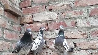 Beautiful pigeon breeder pair best flying 31