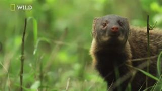 L’ombres ,alliés la plus fidèle de la panthère noire