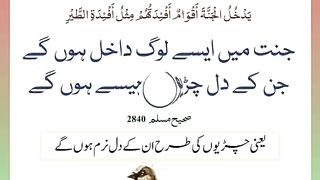 اسلامی معلومات Like share follow 442