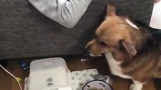dog guarding food
