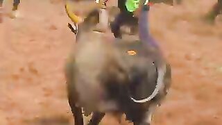 சூப்பர்_காளை_#shorts_#tamizhantrending_#jallikattu(360p).
