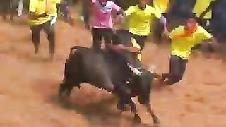 சூப்பர்_காளை_சூப்பர்_புடி_#shorts_#trending_#jallikattu(360p).
