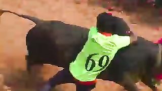 சூப்பர்_புடி_#shorts_#trending_#jallikattu(360p).