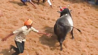 நல்ல_காளை_#shorts_#trending_#jallikattu(480p).