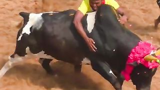 செம்ம_துடிப்பு_#shorts_#tamizhantrending_#jallikattu(480p).