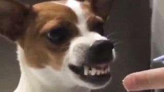 Funny Puppy Hates Birthday Cake!