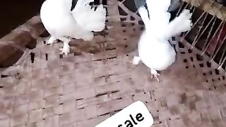 Pigeon for sale in Pakistan and 3