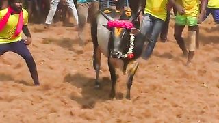 அலப்பறை_#shorts_#trending_#jallikattu(480p).