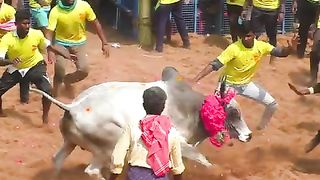 தலைசிறந்த_காளை_#shorts_#tamizhantrending_#trending(480p).