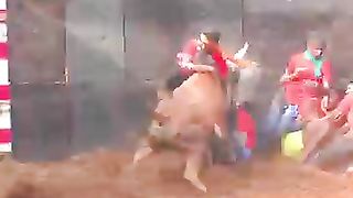 செவலை_காளை_மாஸ்_ஆட்டம்_#shorts_#jallikattu_#trending(360p).