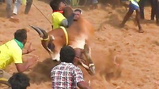 திறமைதான்டா_செவலை_#shorts_#trending_#jallikattu(480p).