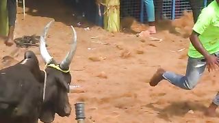 காட்டு_பய_#shorts_#trending_#jallikattu(480p).
