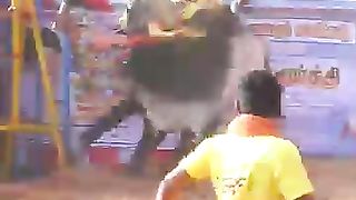 செம்ம_புடி_100___#shorts_#jallikattu_#trending(360p).